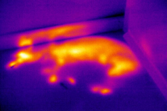 infrared thermography in Los Angeles