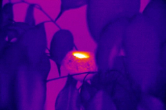 infrared thermography in Los Angeles
